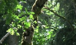 树叶最新爆料视频,独家内幕大公开！